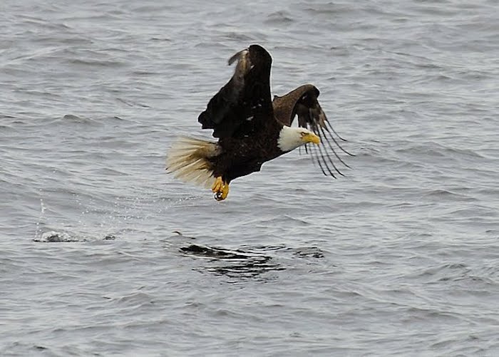 Eagle over water