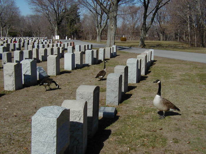 Cemetery geese, 2002.