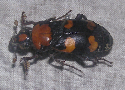 American Burying Beetle, (Andrew Butko/Wikipedia).