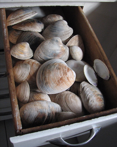 Drawer full of quahog shells