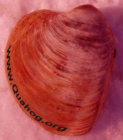 Red tinted quahog shell.